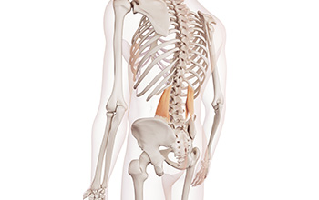 Kuadratus Lumborum Sendromu